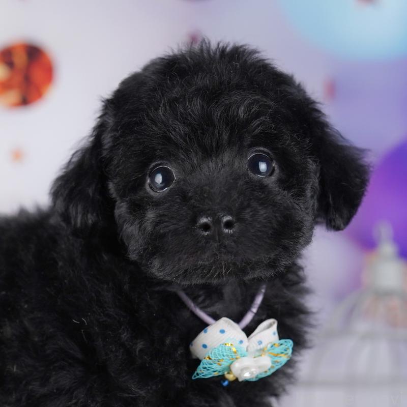 販売中の神奈川県のトイプードル-429456