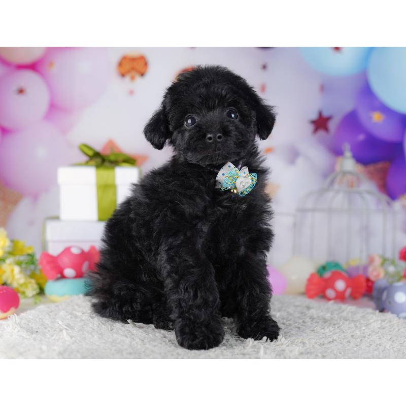 販売中の神奈川県のトイプードル-429456の16枚目