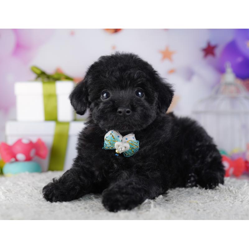 販売中の神奈川県のトイプードル-429456の15枚目