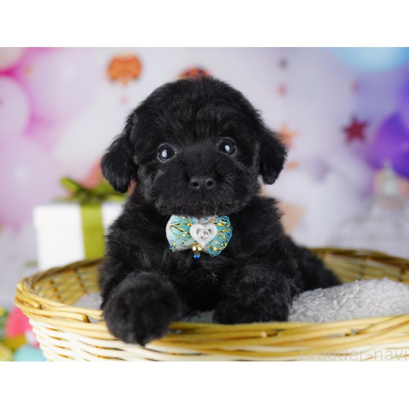 販売中の神奈川県のトイプードル-429456の14枚目