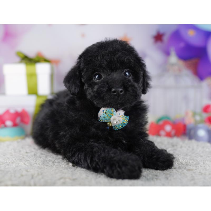 販売中の神奈川県のトイプードル-429456の13枚目