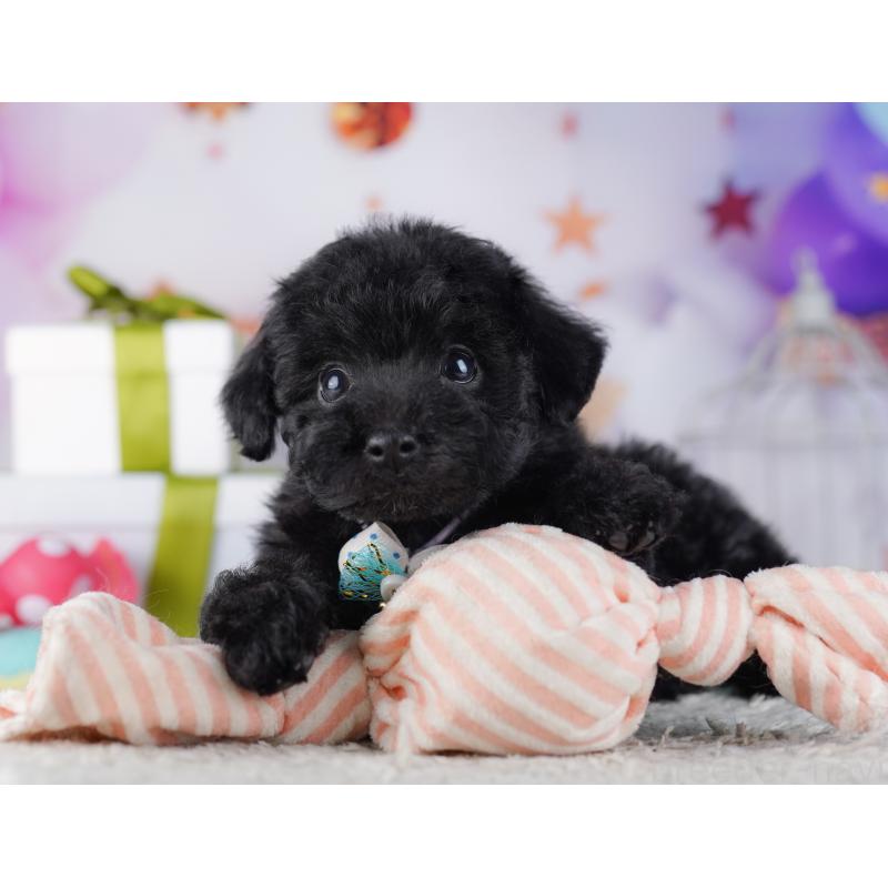 販売中の神奈川県のトイプードル-429456の12枚目