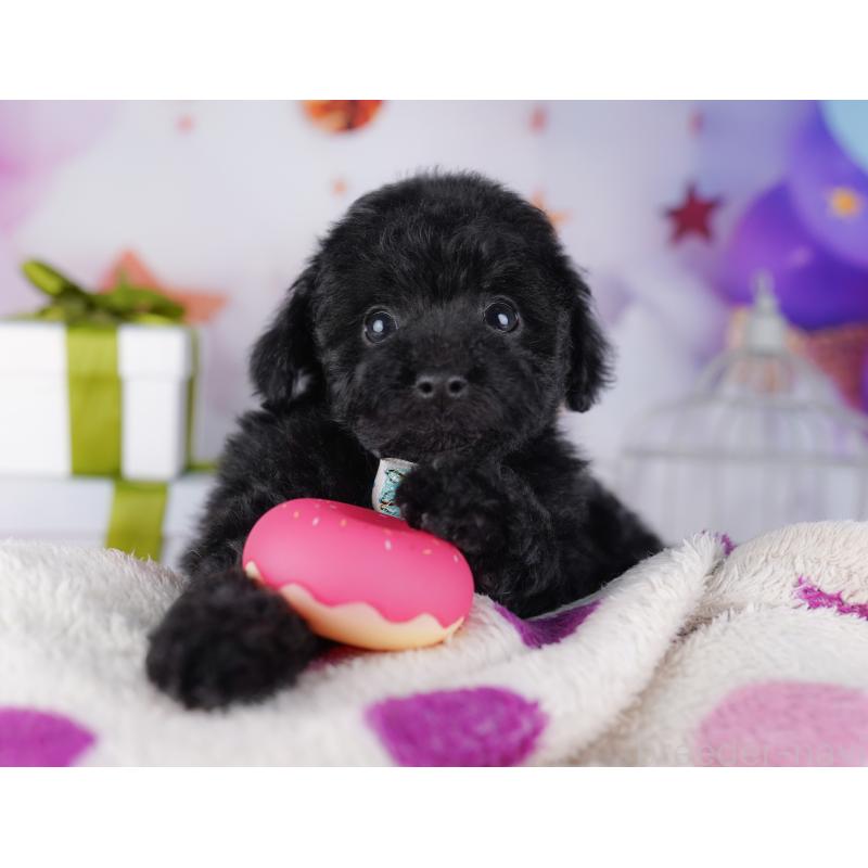 販売中の神奈川県のトイプードル-429456の11枚目