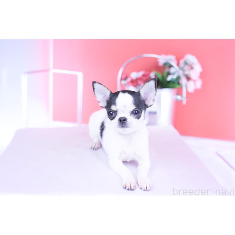 販売中の愛知県のチワワ(スムースコート)-418476の14枚目