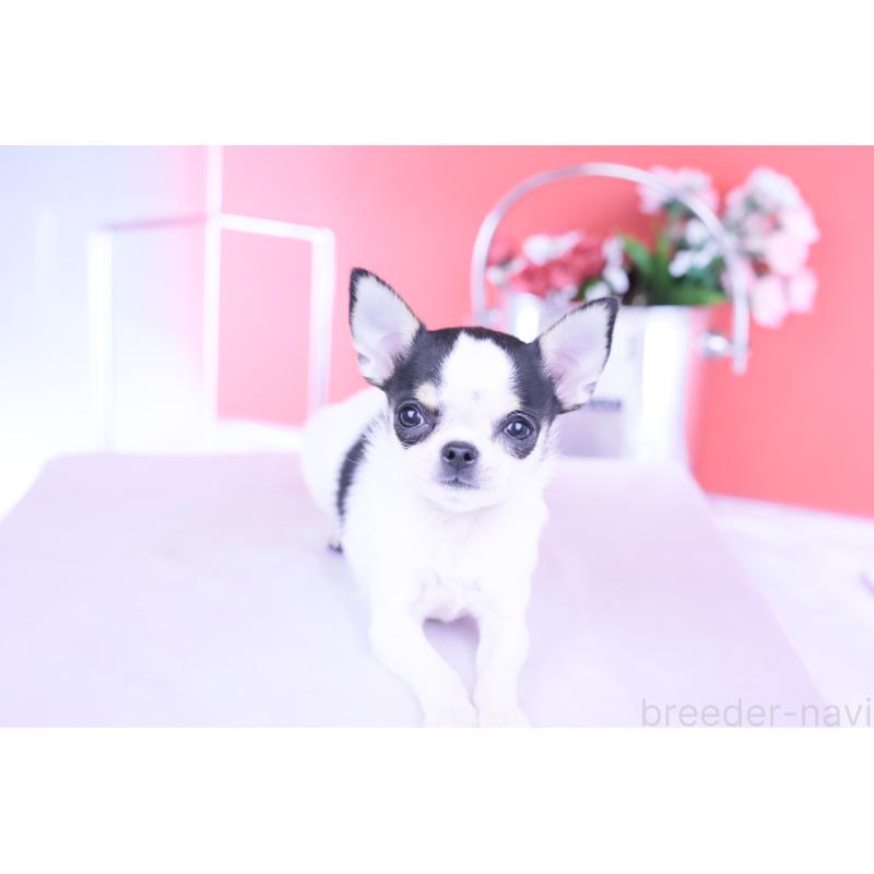 販売中の愛知県のチワワ(スムースコート)-418476の12枚目