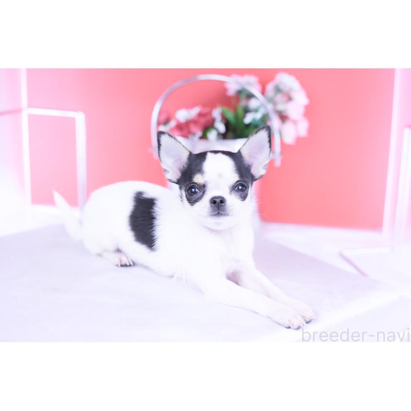 販売中の愛知県のチワワ(スムースコート)-418476の10枚目