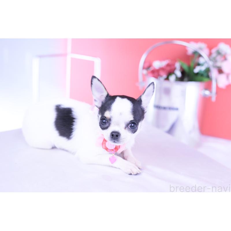 販売中の愛知県のチワワ(スムースコート)-418476の8枚目