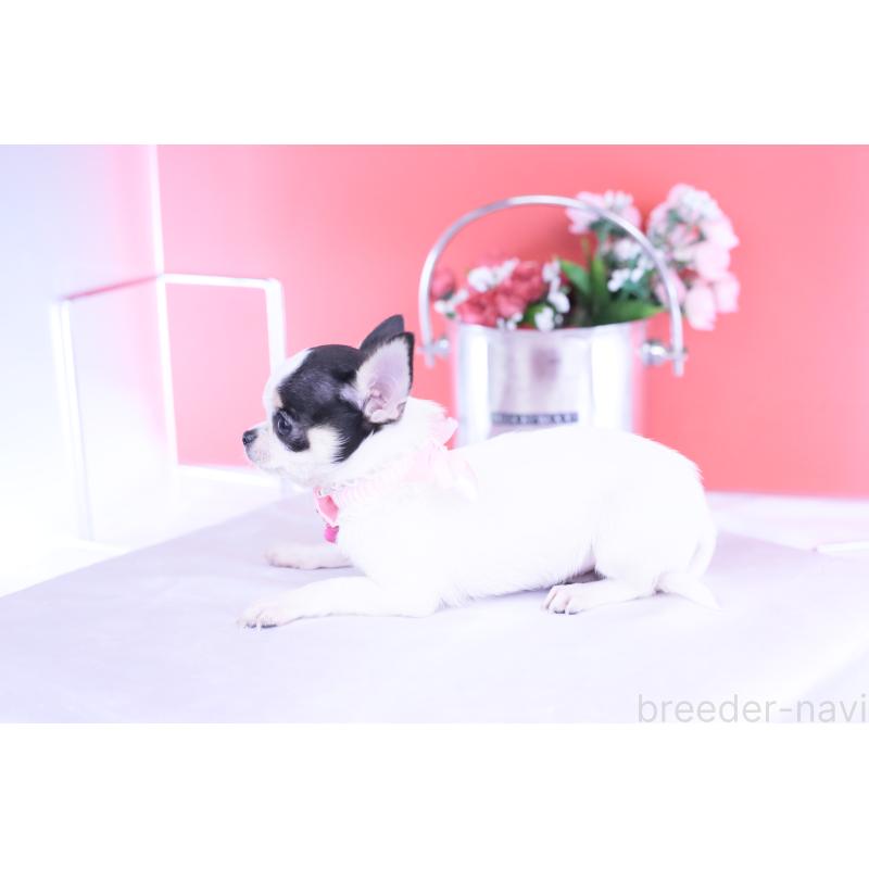 販売中の愛知県のチワワ(スムースコート)-418476の7枚目