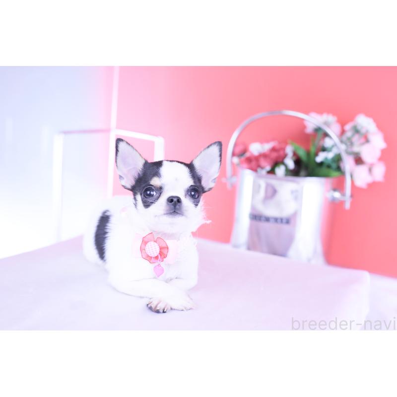 販売中の愛知県のチワワ(スムースコート)-418476の5枚目