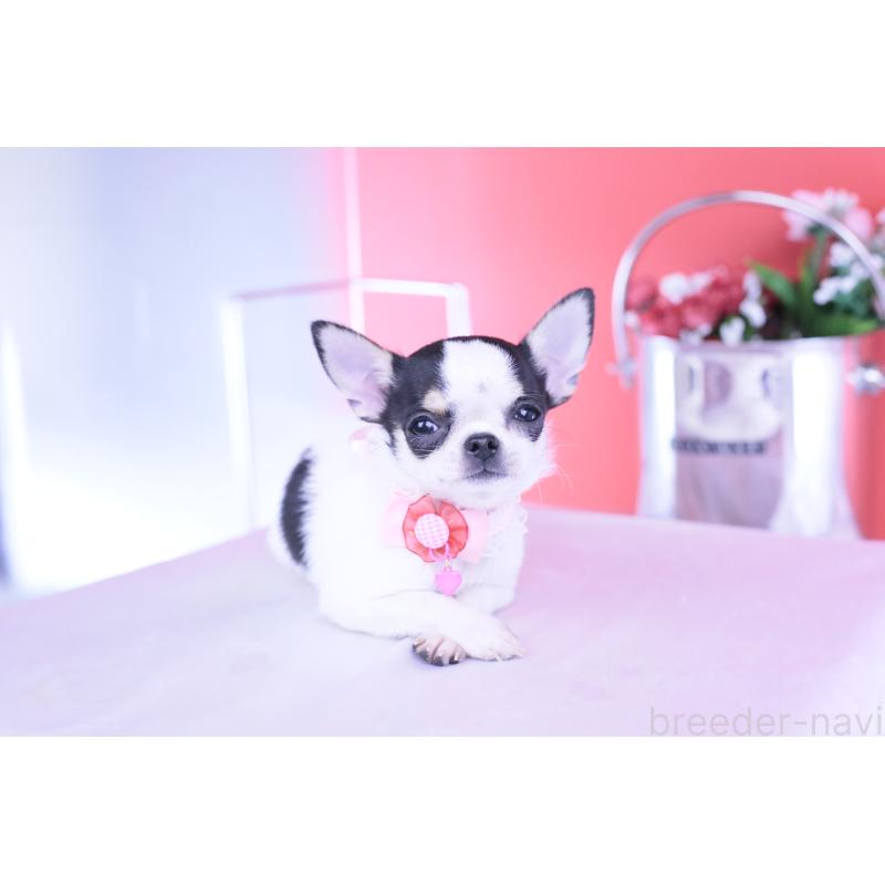 販売中の愛知県のチワワ(スムースコート)-418476の4枚目