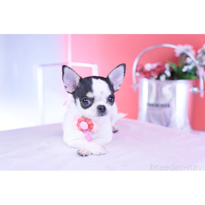 販売中の愛知県のチワワ(スムースコート)-418476の3枚目