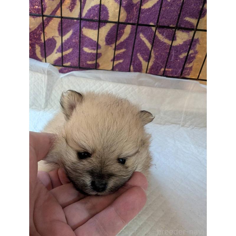 販売中の神奈川県のポメラニアン-429458の1枚目