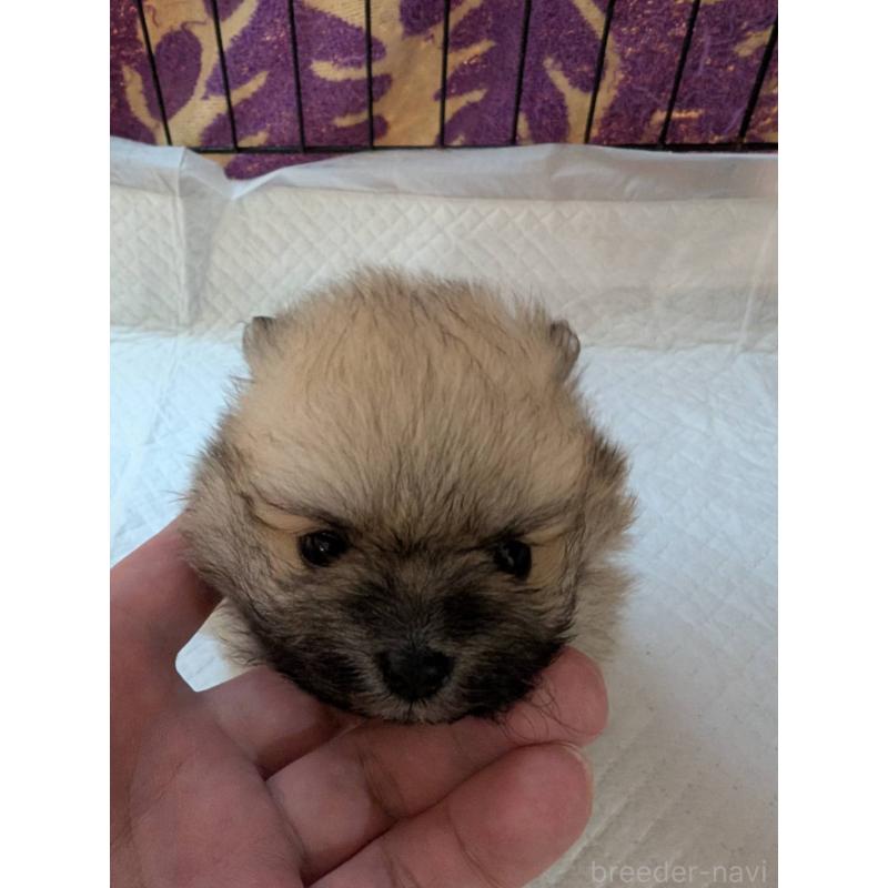 販売中の神奈川県のポメラニアン-429459