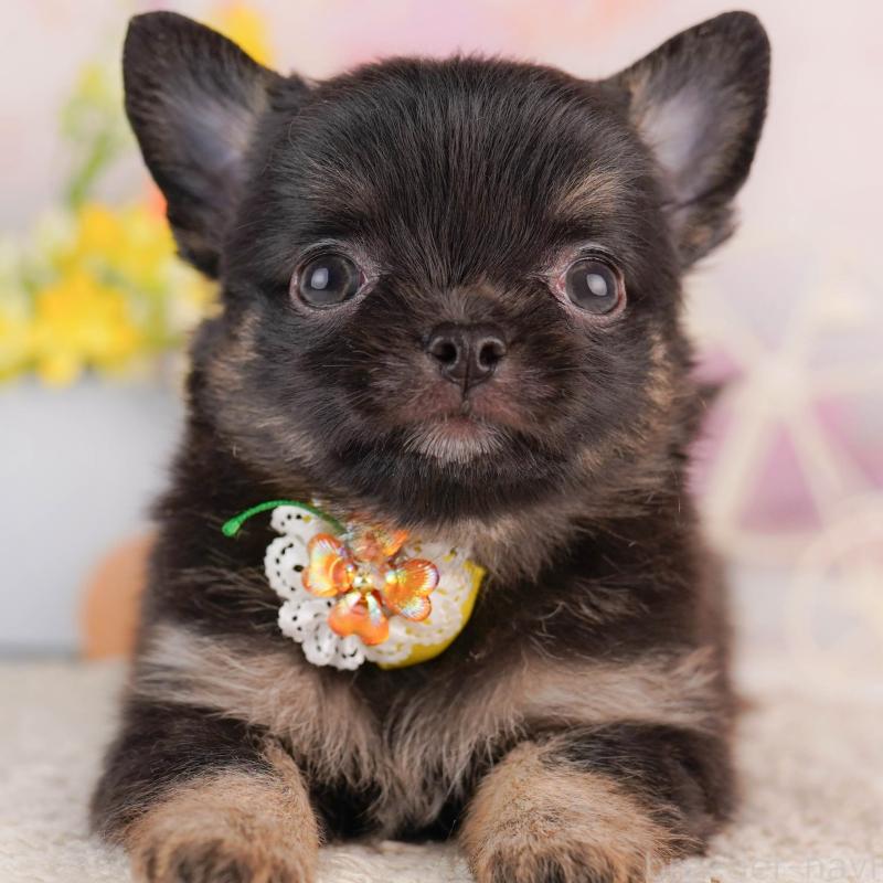 販売中の神奈川県のチワワ(ロングコート)-429460の1枚目