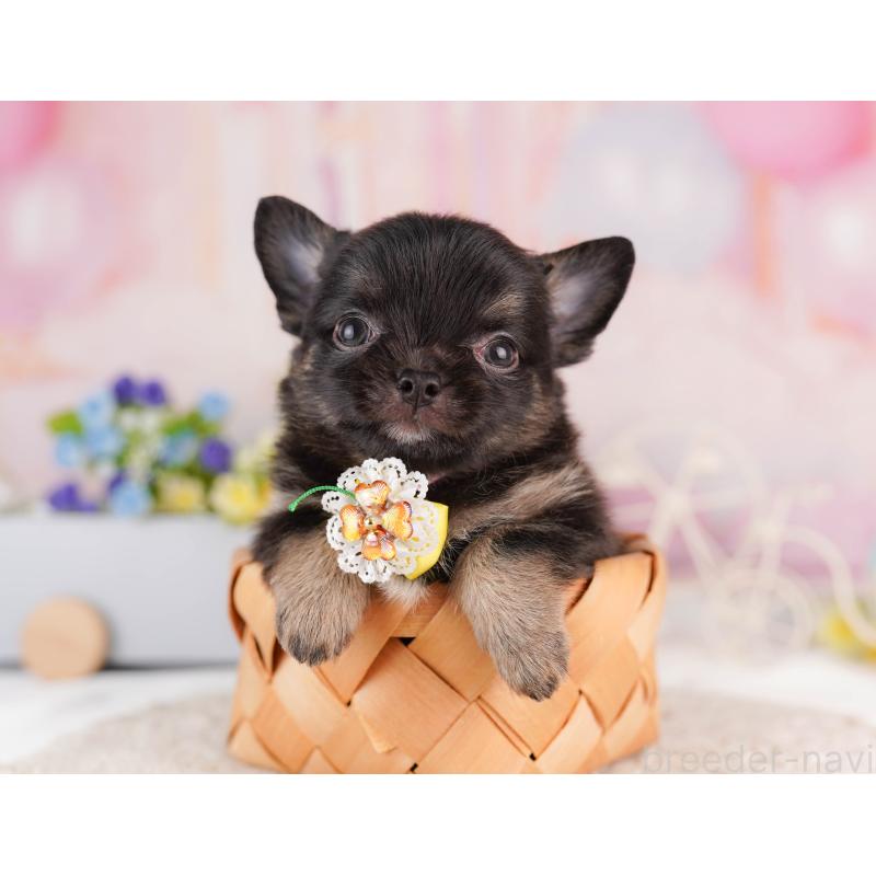 販売中の神奈川県のチワワ(ロングコート)-429460の16枚目