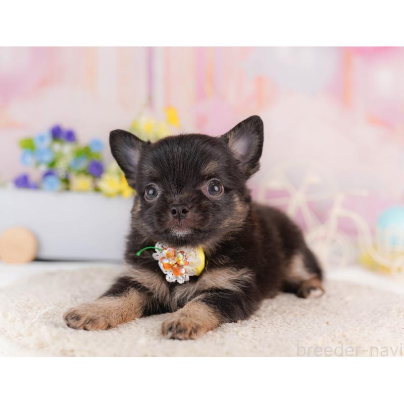 販売中の神奈川県のチワワ(ロングコート)-429460の15枚目