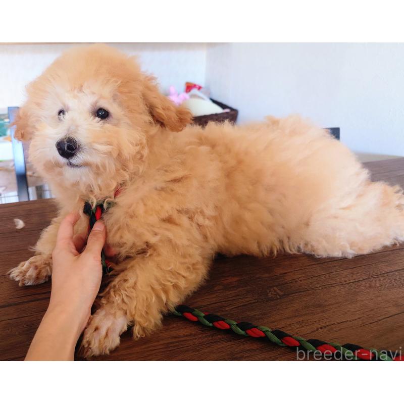 商談中の栃木県のトイプードル-429466の8枚目