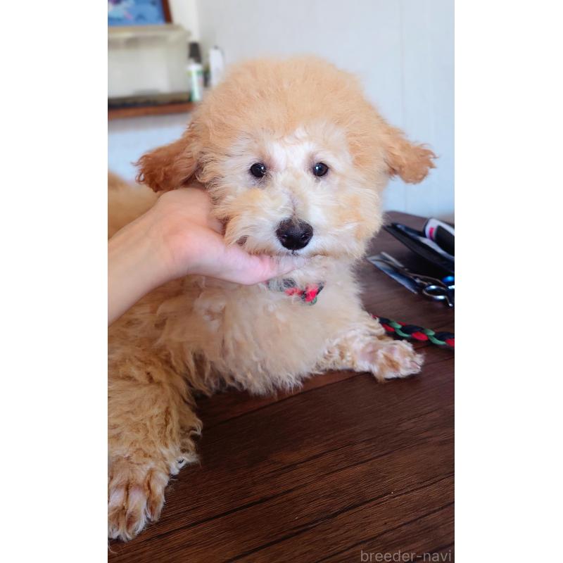 商談中の栃木県のトイプードル-429466の7枚目