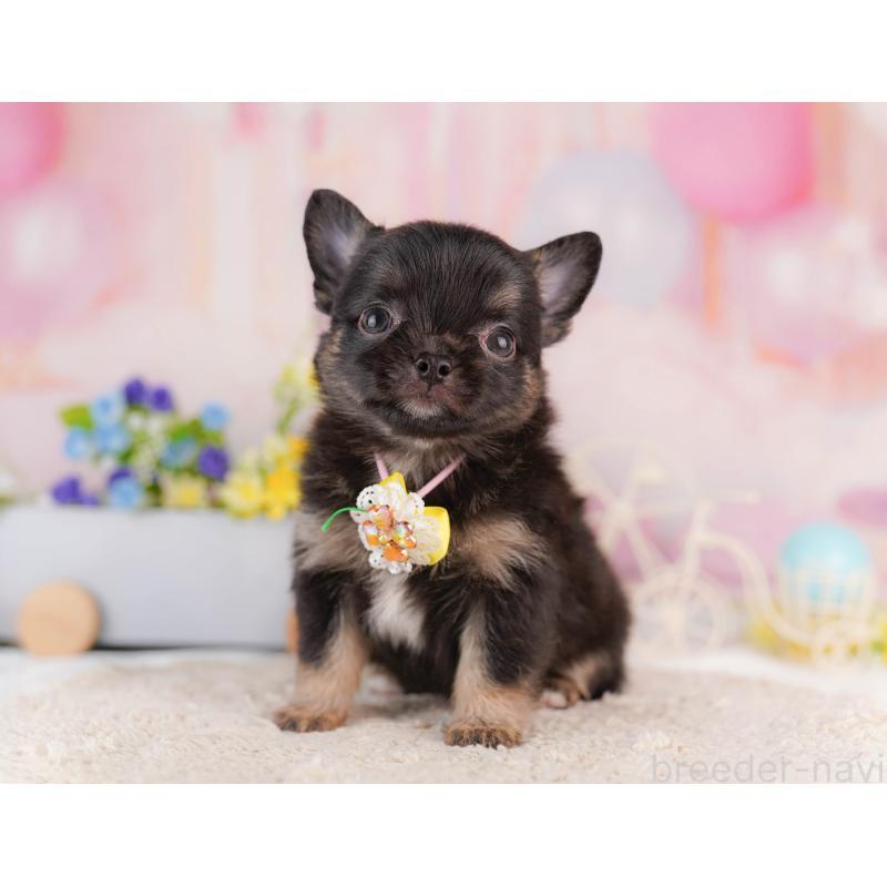 販売中の神奈川県のチワワ(ロングコート)-429460の14枚目