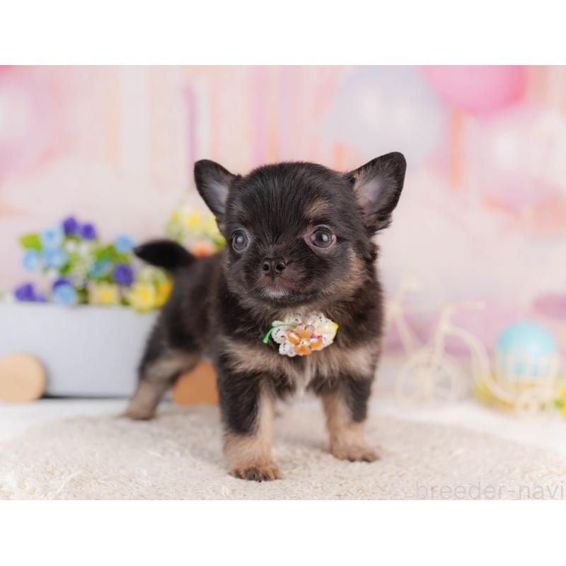 販売中の神奈川県のチワワ(ロングコート)-429460の13枚目