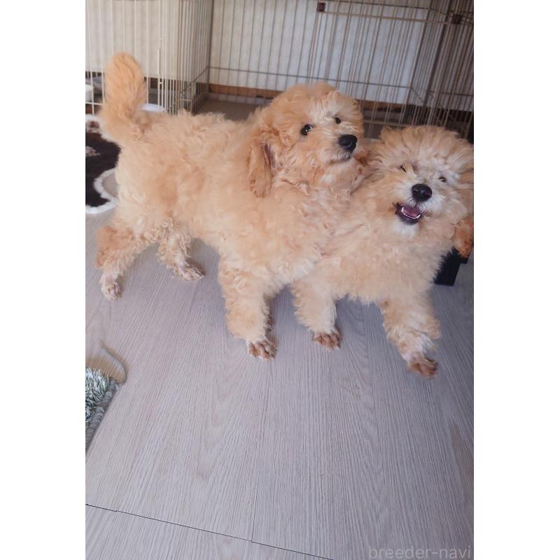 商談中の栃木県のトイプードル-429466の5枚目