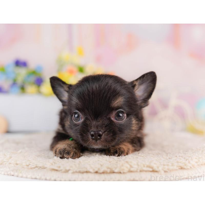 販売中の神奈川県のチワワ(ロングコート)-429460の12枚目