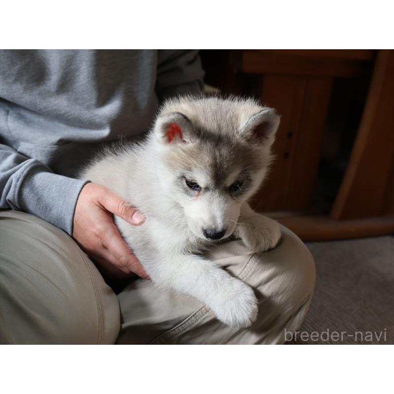 販売中の愛知県のシベリアンハスキー-420703の11枚目