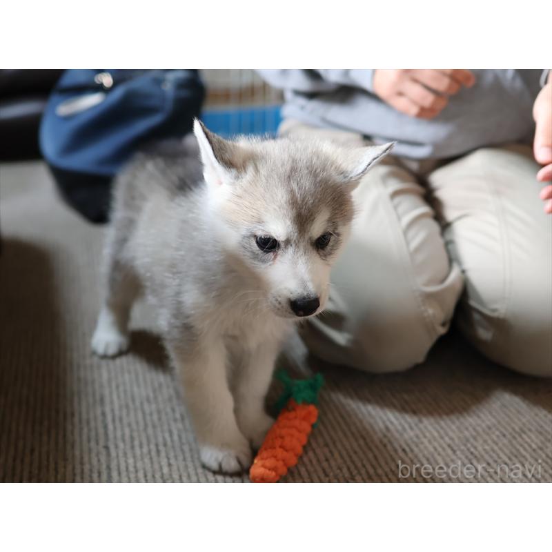 販売中の愛知県のシベリアンハスキー-420703の8枚目