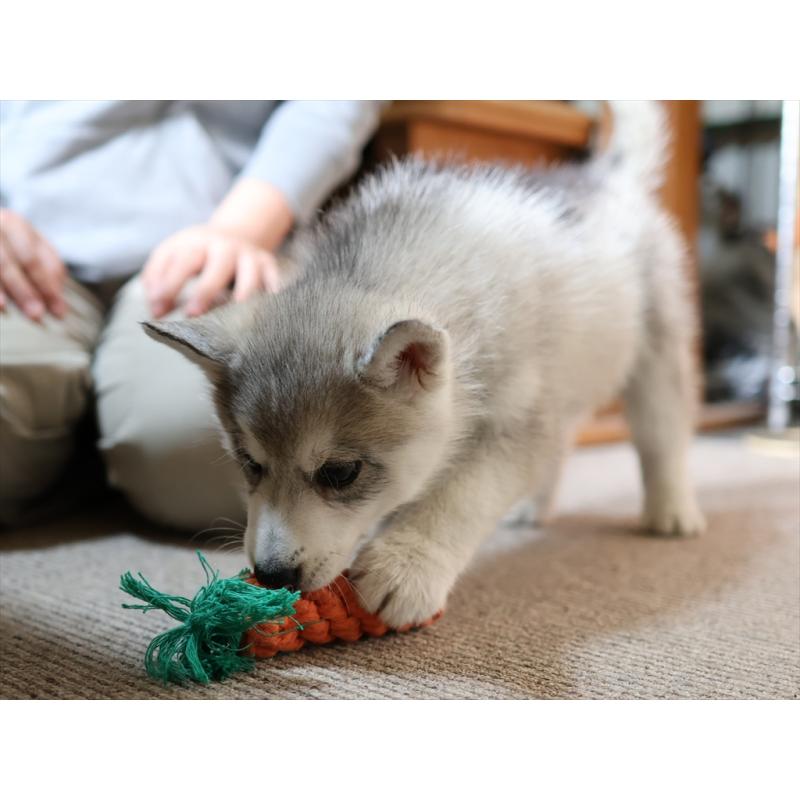 販売中の愛知県のシベリアンハスキー-420703の7枚目