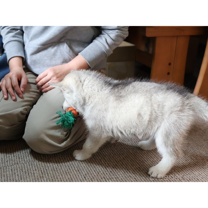 販売中の愛知県のシベリアンハスキー-420703の6枚目