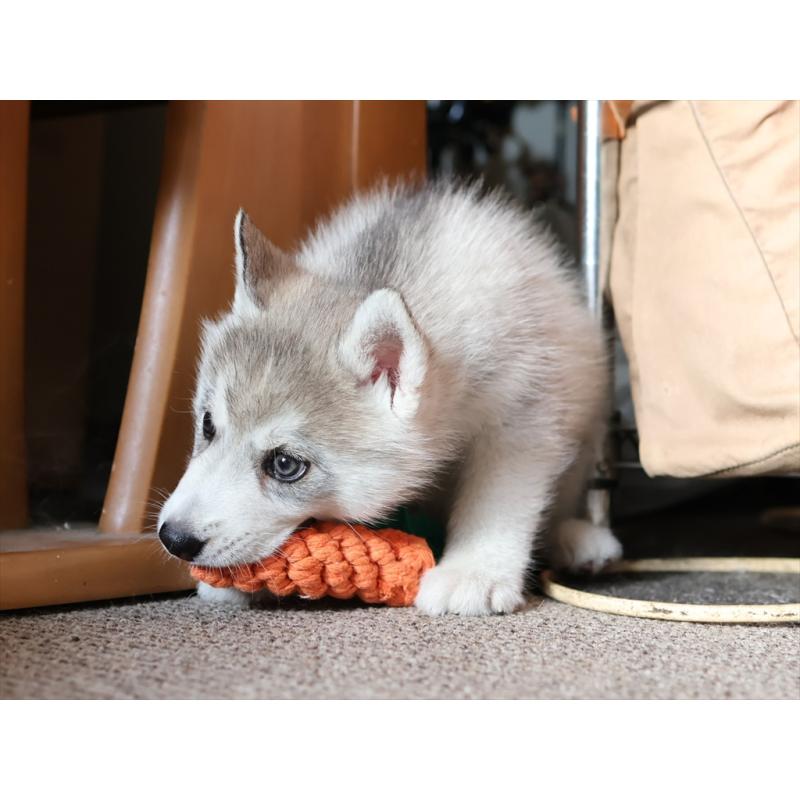 販売中の愛知県のシベリアンハスキー-420703の4枚目