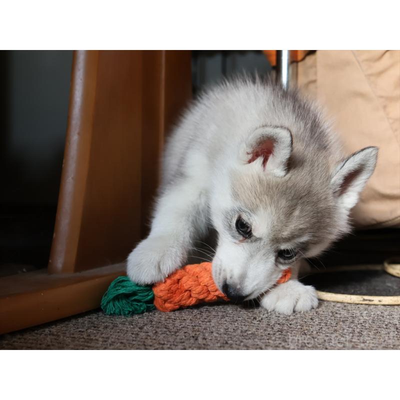 販売中の愛知県のシベリアンハスキー-420703の3枚目