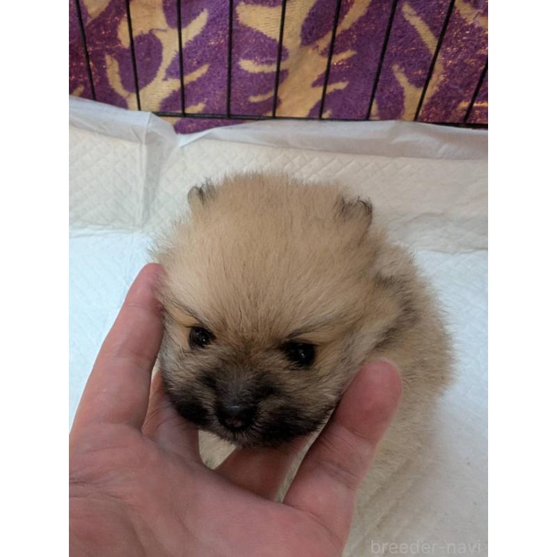 販売中の神奈川県のポメラニアン-429461