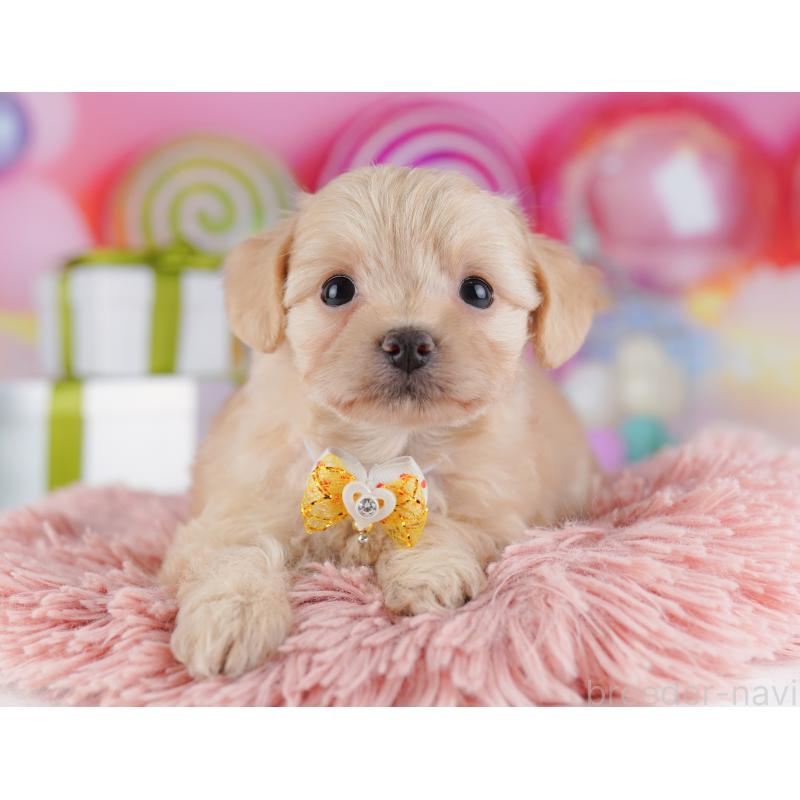 販売中の神奈川県のチワプー:チワワ×トイプードル-429462の17枚目