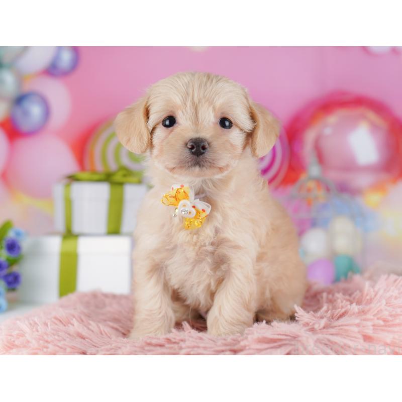 販売中の神奈川県のチワプー:チワワ×トイプードル-429462の16枚目