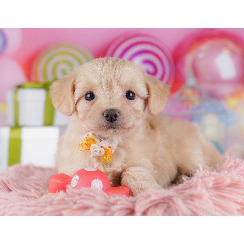 販売中の神奈川県のチワプー:チワワ×トイプードル-429462の15枚目