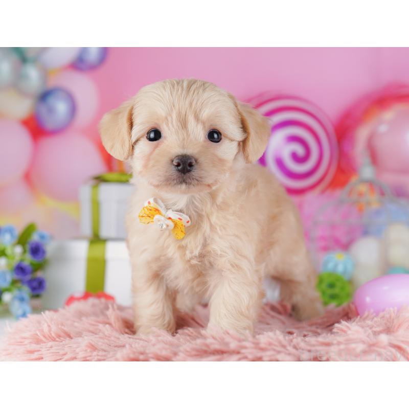 販売中の神奈川県のチワプー:チワワ×トイプードル-429462の14枚目