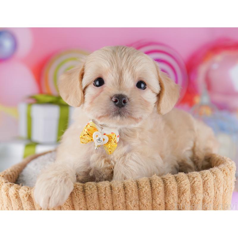 販売中の神奈川県のチワプー:チワワ×トイプードル-429462の13枚目