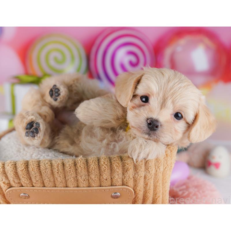 販売中の神奈川県のチワプー:チワワ×トイプードル-429462の12枚目