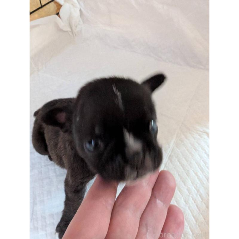 販売中の神奈川県のフレンチブルドッグ-429463の1枚目