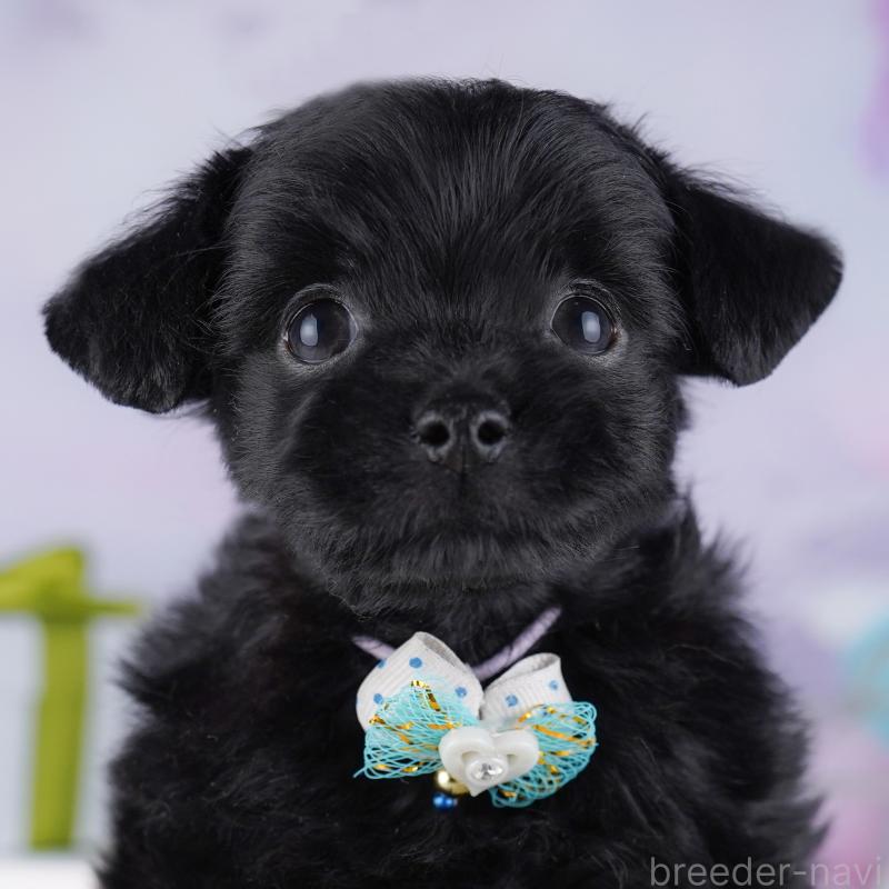 販売中の神奈川県のチワプー:チワワ×トイプードル-429465の1枚目