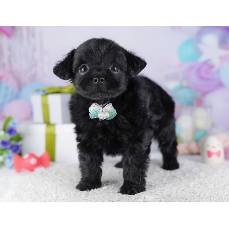 販売中の神奈川県のチワプー:チワワ×トイプードル-429465の17枚目