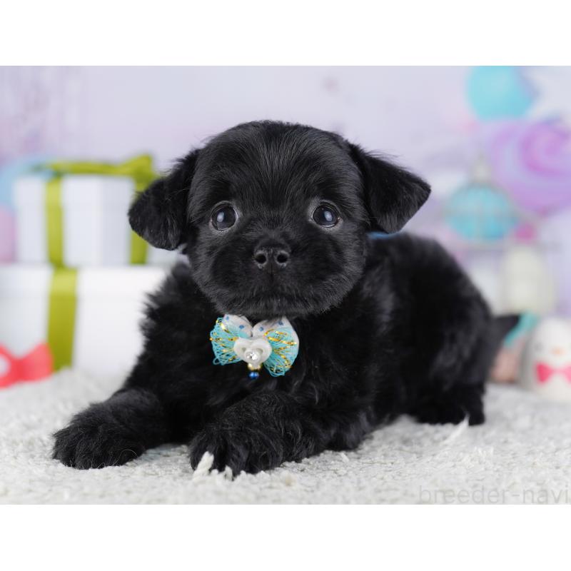 販売中の神奈川県のチワプー:チワワ×トイプードル-429465の16枚目