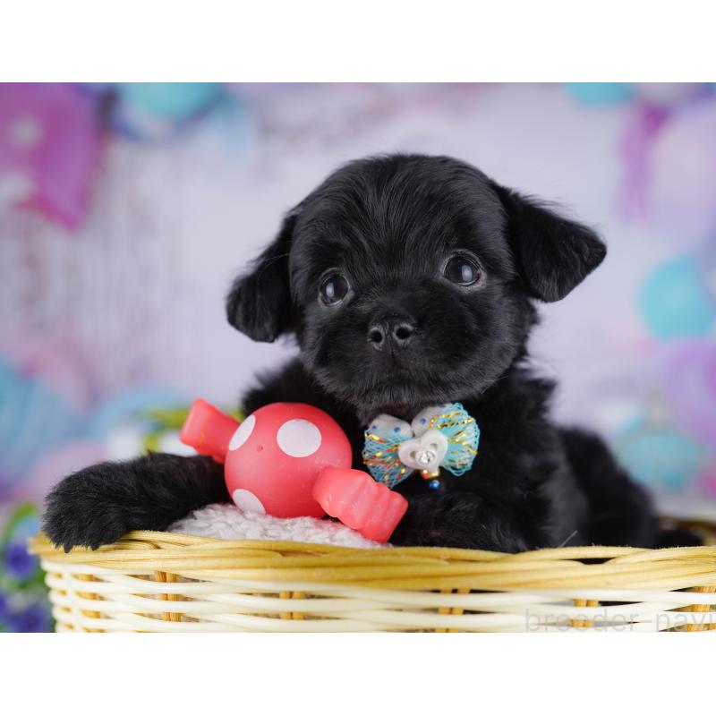 販売中の神奈川県のチワプー:チワワ×トイプードル-429465の15枚目