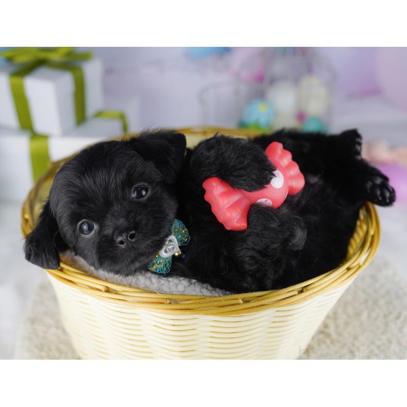 販売中の神奈川県のチワプー:チワワ×トイプードル-429465の14枚目