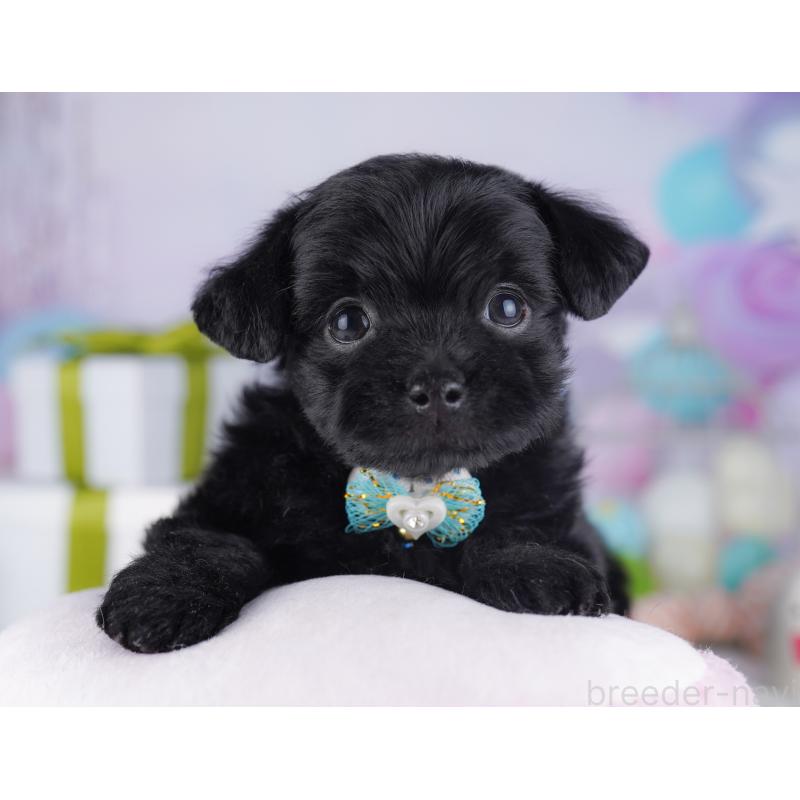 販売中の神奈川県のチワプー:チワワ×トイプードル-429465の13枚目