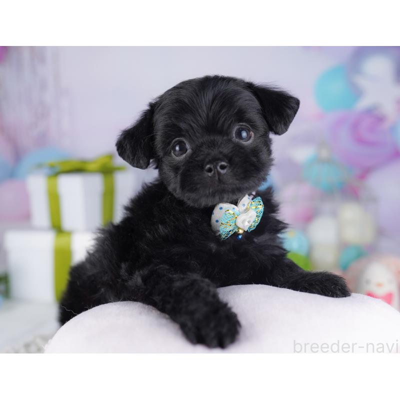 販売中の神奈川県のチワプー:チワワ×トイプードル-429465の12枚目