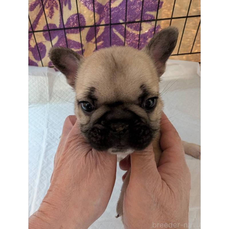 販売中の神奈川県のフレンチブルドッグ-429464