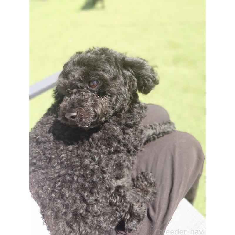 ののトイプードル-