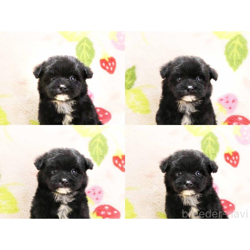 販売中の千葉県のチワプー:チワワ×トイプードル-429467の6枚目